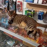Elsewhere Gaming & Hobbies, tienda de TCG en New Minas